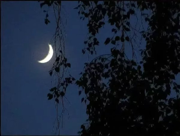 Березы Луна