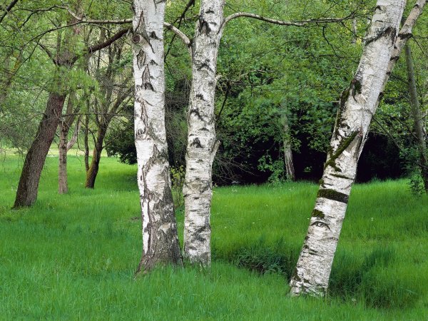 Три березы