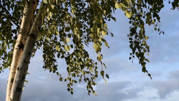 Живая берёза