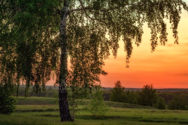 Березка и закат