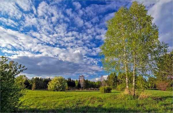 Береза в Московской области