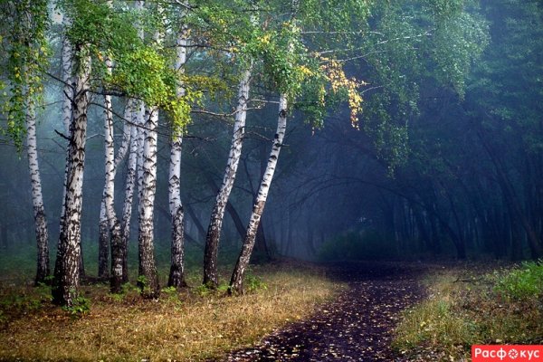 Павловский лес березы Башкирия