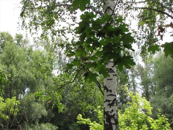 Береза и клен