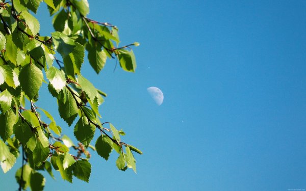 Березы небо