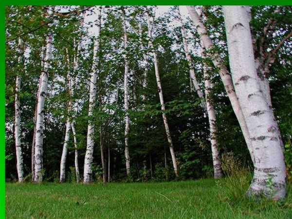 Березники город белых берез