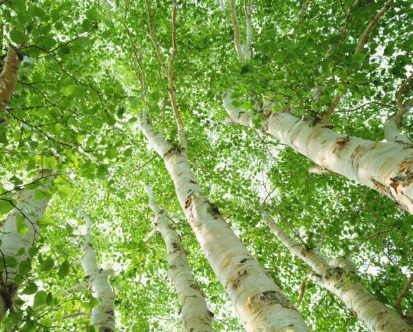 Листва березы