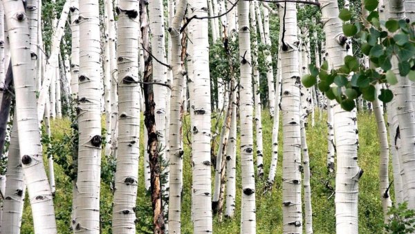 Березовая роща береза повислая