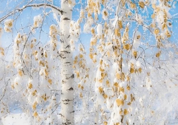 Берёзовая роща Курск