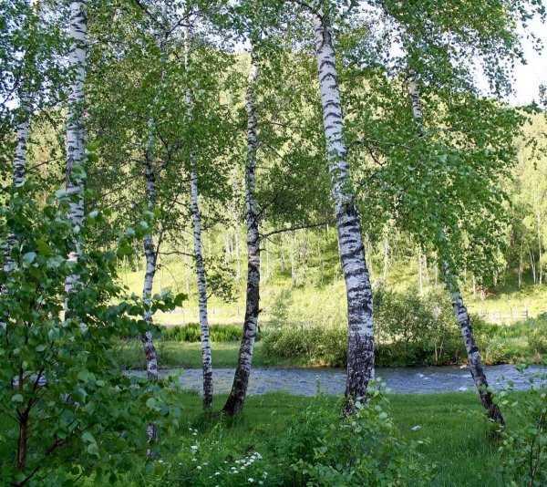 Российские просторы березы Есенин