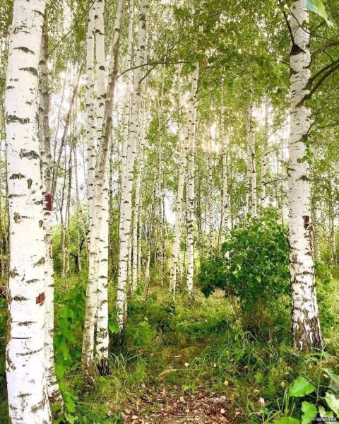 Россия поля березы