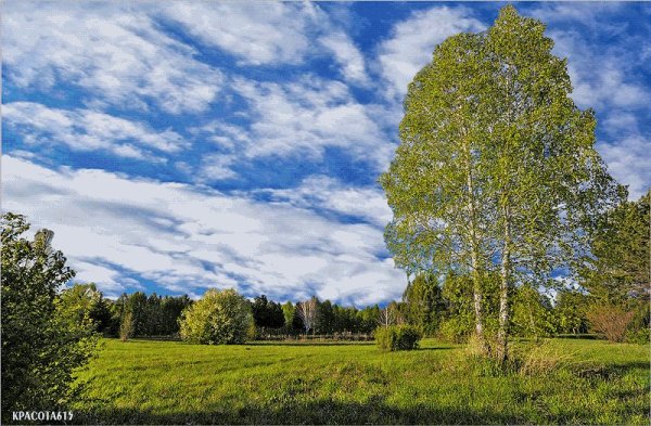 Макушки осенних деревьев