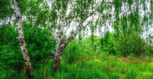 Ещё Майская ночь Фет