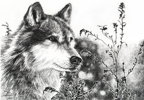 Пирография Рысь