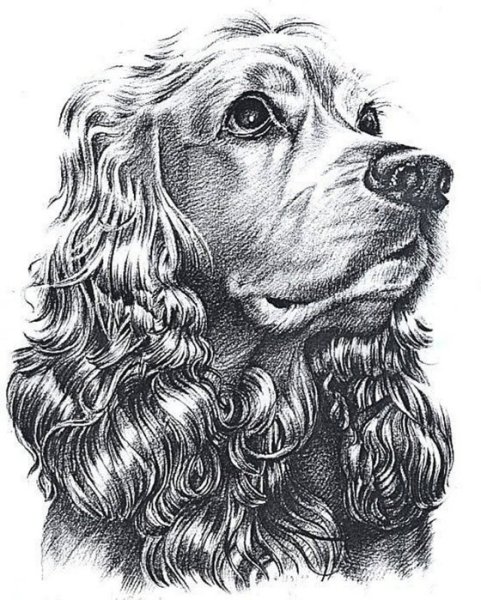 Пирография тигр