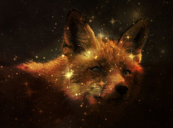 Космическая лиса