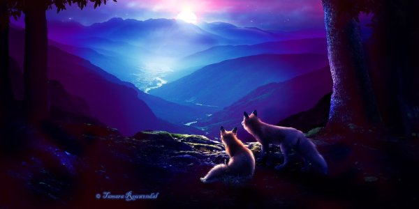 Лиса и звездное небо