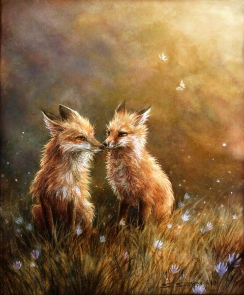 Лисы любовь