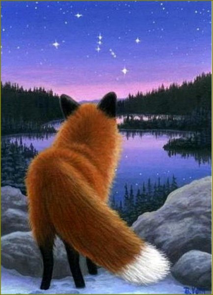 Лиса ночью