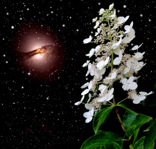 Лунный цветок Айгуль