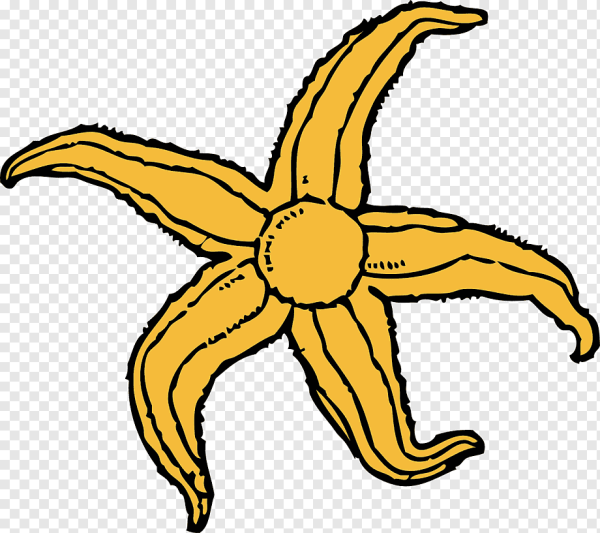 Морская звезда svg