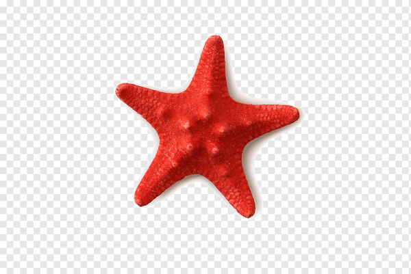 Красная морская звезда на прозрачном