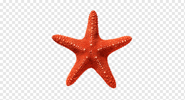 Морская звезда на белом фоне