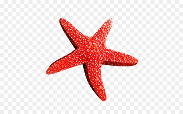 Морская Звездочка на белом фоне