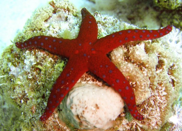 Морские звезды красного моря