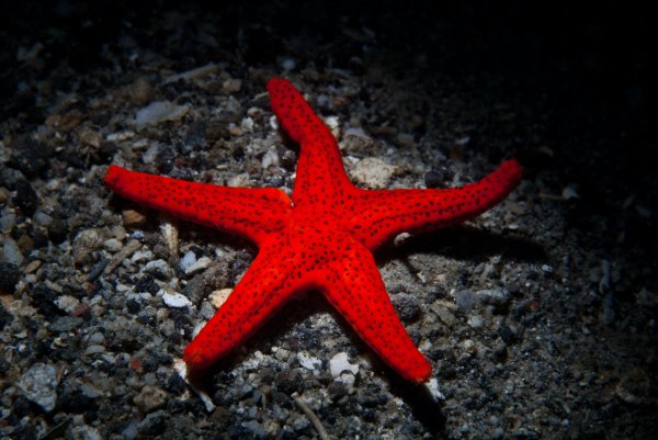 Древние иглокожие