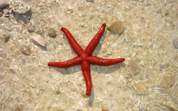 Морская звезда / Starfish (2018)