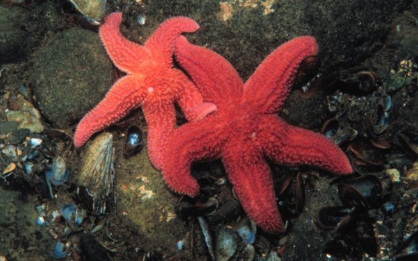 Подводный мир морская звезда