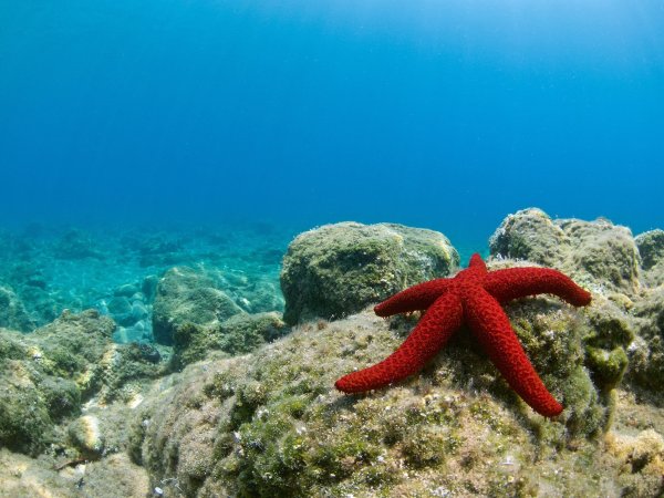 Морская звезда Lunckia Columbiae