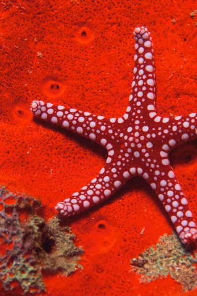 Четырехлучевая морская звезда