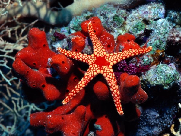 Морская звезда коралл актиния это