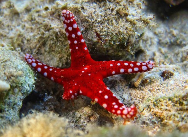 Жемчужная фромия