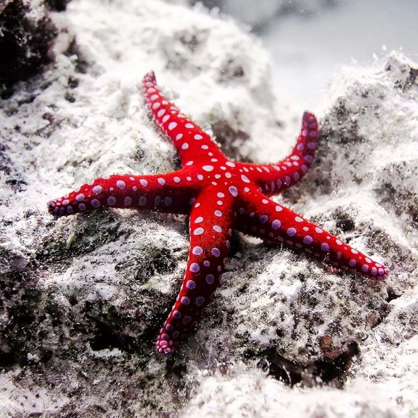 Морская звезда