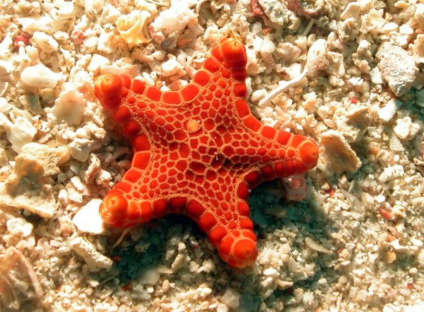 Иглокожие Барьерный риф