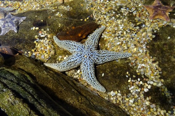 Морская звезда Lunckia Columbiae