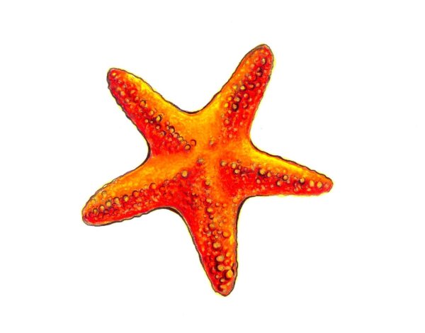 Пятиконечная морская звезда