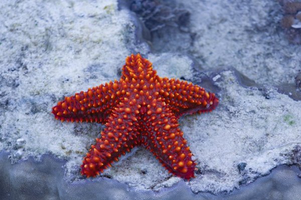 Морская звезда Lunckia Columbiae