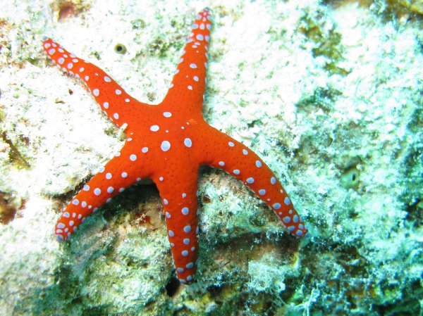 Шестиконечная морская звезда