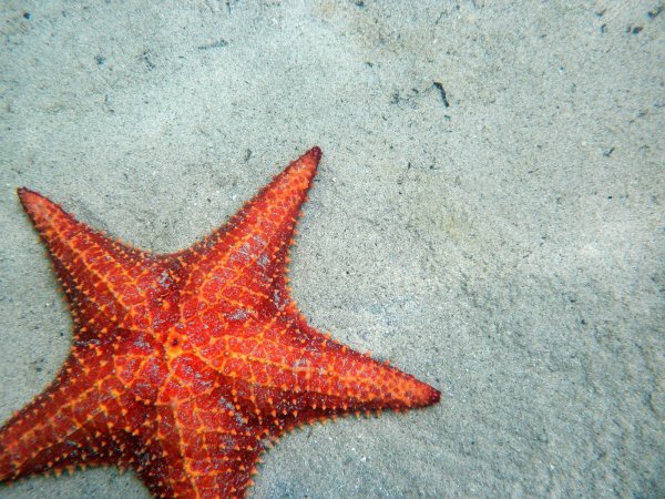 Королевская морская звезда