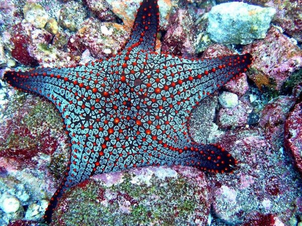 Квадратная морская звезда