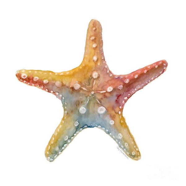 Иглокожие Echinodermata