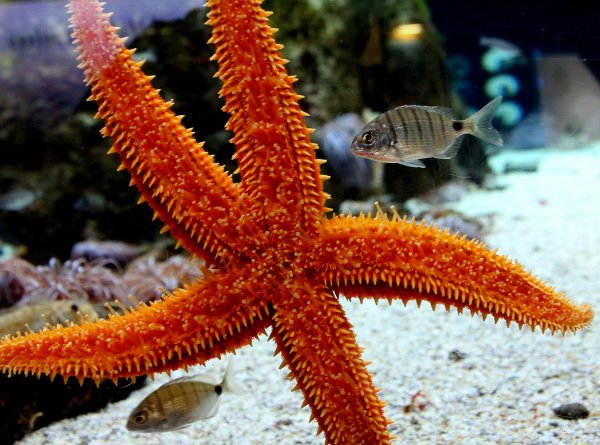 Asterias Rubens (Астериас Рубенс) морская звезда