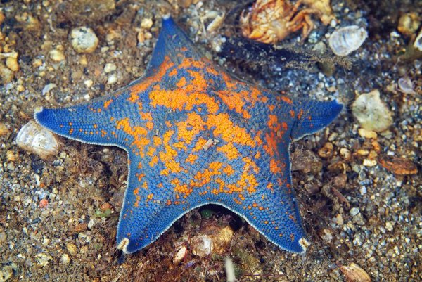 Оранжевая морская звезда