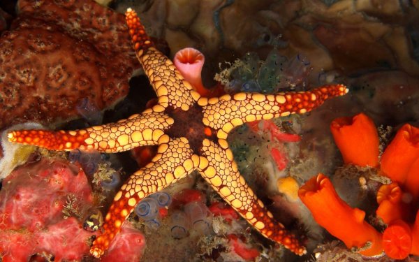 Морская звезда Lunckia Columbiae