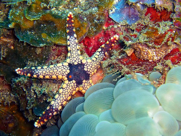Губки Porifera Spongia