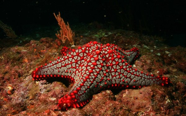 Море с морскими жителями