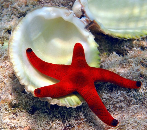 Синяя морская звезда